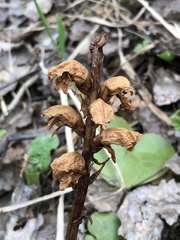 Orobanche krylowii