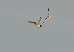 Ichthyaetus relictus