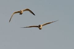 Ichthyaetus relictus