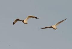 Ichthyaetus relictus