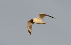 Ichthyaetus relictus