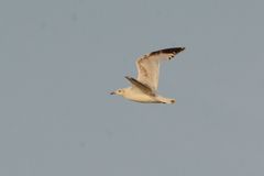 Ichthyaetus relictus