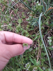 Valerianella echinata