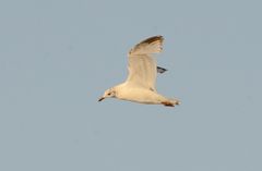 Ichthyaetus relictus