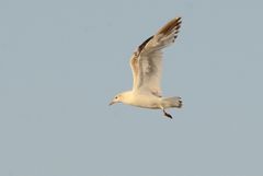 Ichthyaetus relictus