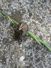 Protaetia brevitarsis