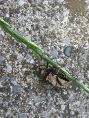 Protaetia brevitarsis