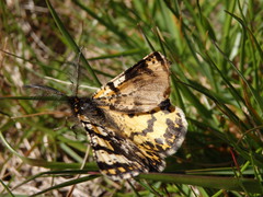 Eurranthis plummistaria