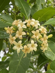 Fagraea fragrans