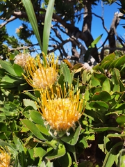 Leucospermum
