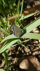 Cupido amyntula