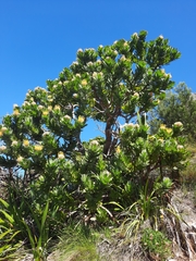 Leucospermum
