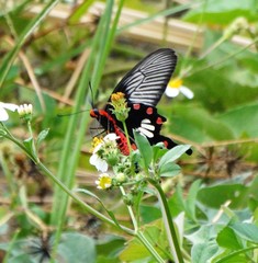 Pachliopta aristolochiae