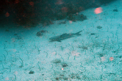 Rachycentron canadum