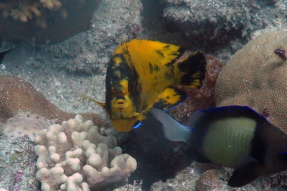 Dornige dwergkeizersvis (Centropyge multispinis) — Pomacanthidae