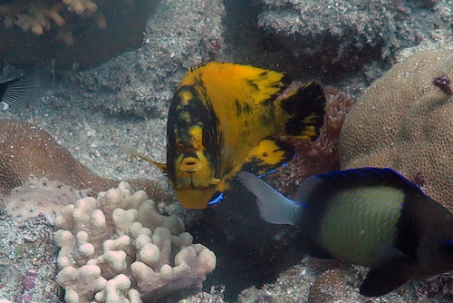 Dusky angelfish (Centropyge multispinis) — Pomacanthidae