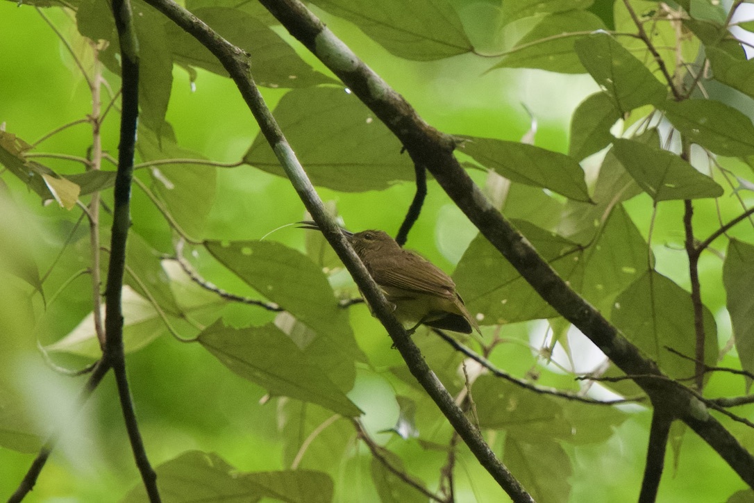 Thick-billed Spiderhunter (Arachnothera crassirostris), photo 10