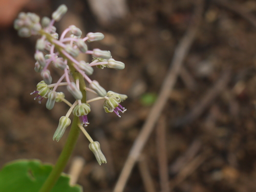 Ledebouria revoluta