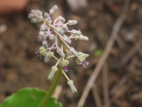 Ledebouria revoluta