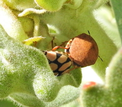 Steganocerus multipunctatus