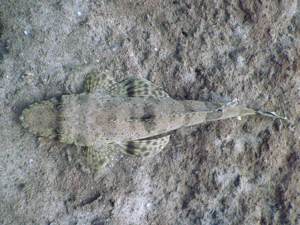 Longsnout flathead