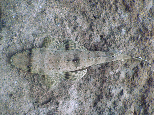 Longsnout flathead (Thysanophrys chiltonae) — Platycephalidae
