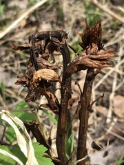 Orobanche krylowii