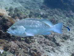 White-Blotched Grouper photo 1