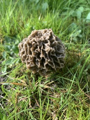 Morchella esculenta