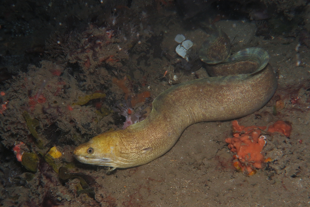 Barred moray