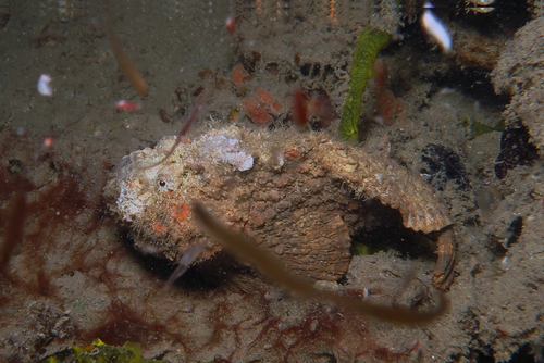 Reef Stonefish