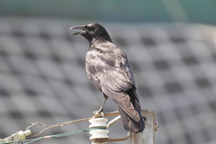 Corvus corone