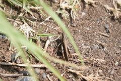 Chorthippus maritimus maritimus