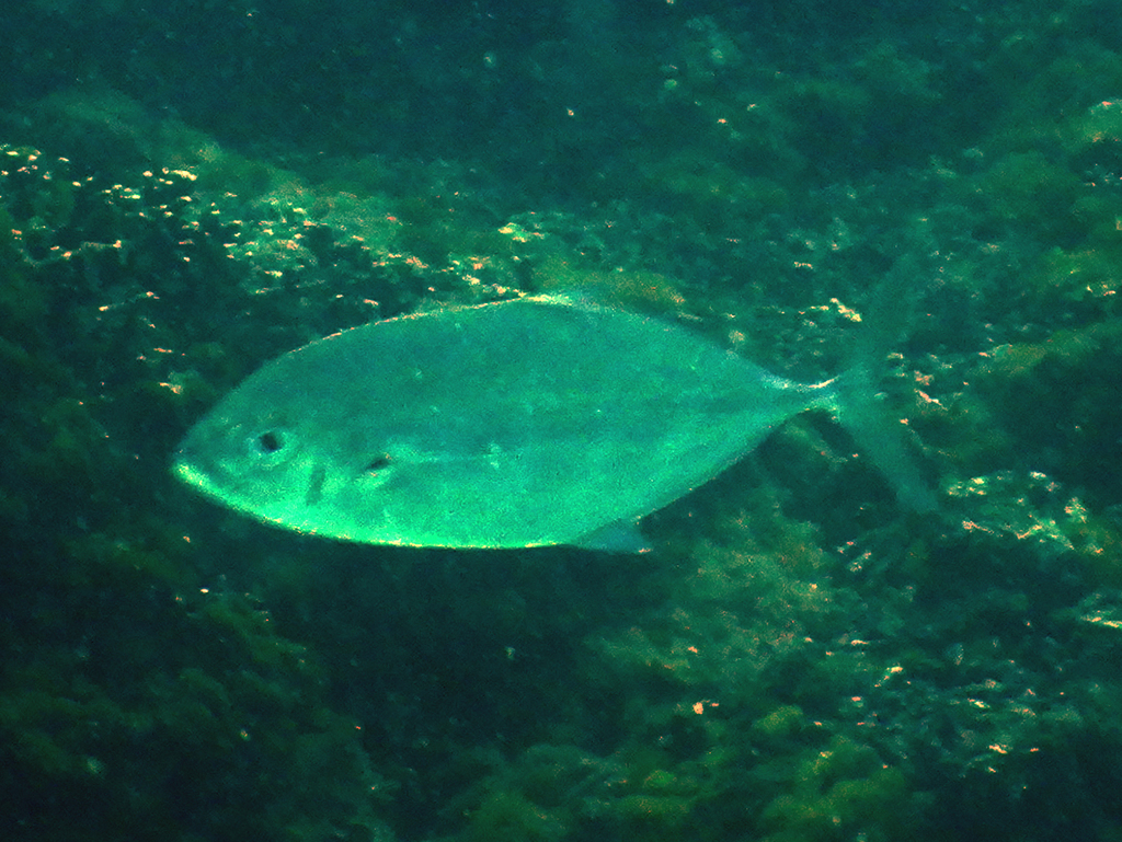 barcheek trevally