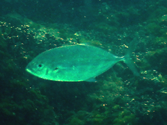 Craterognathus plagiotaenia