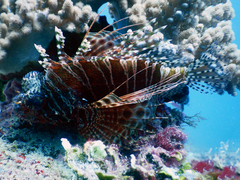 Pterois mombasae