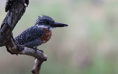 Megaceryle maxima maxima