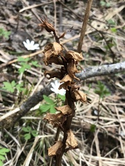 Orobanche krylowii