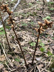 Orobanche krylowii