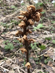 Orobanche krylowii