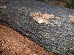 Nitor medioximus
