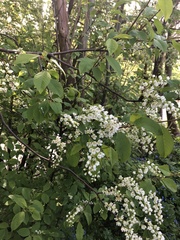 Prunus padus
