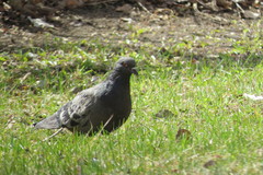 Columba livia domestica