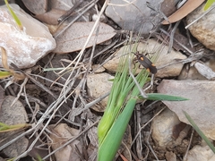 Capsodes flavomarginatus