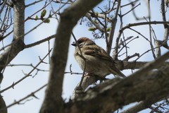 Passer montanus