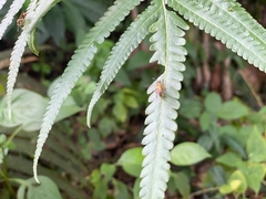 Ropalidia flavobrunnea