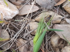 Capsodes flavomarginatus