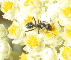 Camponotus niveosetosus