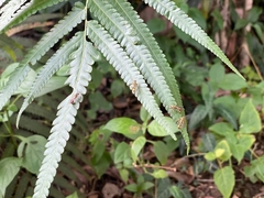 Ropalidia flavobrunnea