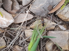 Capsodes flavomarginatus